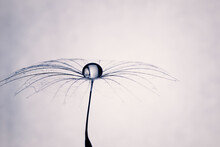 Dew Drop Of Water On Dandelion Macro Flower. A Large Drop Of Water In The Center Of A Dandelion. Soft Selective Focus On Black And White Background. Artistic Image Of Nature.