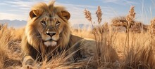 Wildlife Safari Landscape, African Lions Animals Africa Banner Panorama Long - Lying Lion In A Park In Namibia  (Generative Ai)