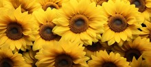 Summer Sunflower Flower Background Banner - Closeup Of Blooming Sunflowers On Field (Generative Ai)