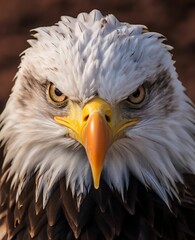 Canvas Print - AI generated bald eagle is gazing directly into the camera