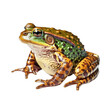 frog batrachian toad bullfrog amphibian reptile animal transparent background