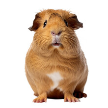 Guinea Pig Face Shot , Isolated On Transparent Background Cutout 