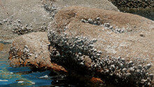 Group Of Barnacles And Limpets On Textured Rock At Low Tide.