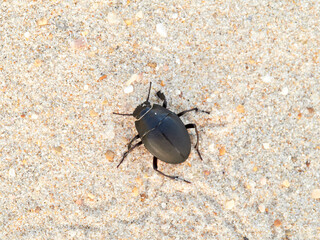 Wall Mural - Darkling Beetles. Family Tenebrionidae. Genus Erodius.