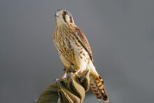 The Raptors, American Kestrel Perched On Gloved Hand