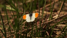 A Male Anthocharis Cardamines The Orange Tip Resting On Plants In A Danish Wood