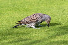 A Female Northern Flicker (Red-shafted Variety) Digging In A Lawn Looking For Food.
