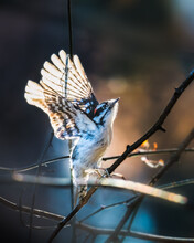 A Small Bird Opens Two Wings, Jumping From Branch In Sunset, Flying Into Dark Sky. Downy Woodpecker Is A Species Of Woodpecker, The Smallest In North America, Primarily Live In Forested Areas..