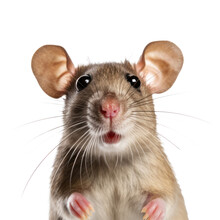 Rat Face Isolated. Illustration AI Generative.