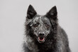 © Oszkár Dániel Gáti - cute hungarian mudi dog close up portrait in a studio on a grey background