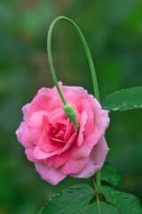 Wall Mural - A pink rose surrounded by  a garlic scape in garden 