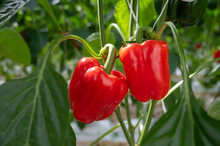 Big Ripe Sweet Bell Peppers, Red Paprika, Growing In Glass Greenhouse, Bio Farming In The Netherlands