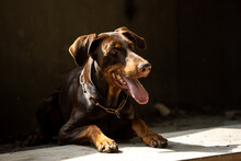 Portrait Of A Tan Doberman Pinscher Laying On The Floor