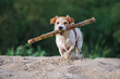 Jack Russell Terrier carries a stick in its mouth. Playing with a dog on the sand against the backdrop of a green forest