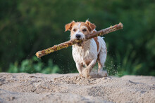 Jack Russell Terrier Carries A Stick In Its Mouth. Playing With A Dog On The Sand Against The Backdrop Of A Green Forest
