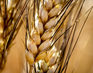 Sticker - ears of wheat triticum durum