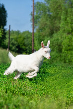 White Goat Running On Green Grass