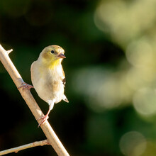 Yellow Domestic Canary Perching On Tree Branch