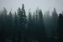 Fog In The Woods