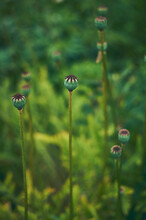 Leafless Poppy Heads In Field. High Quality Photo