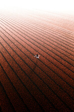 Aerial View Of A Girl In A Tulip Field, Noordwijkerhout, Netherlands.