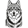 Malamute dog line illustration, black and white ink sketch face portrait in vector realistic breed pet
