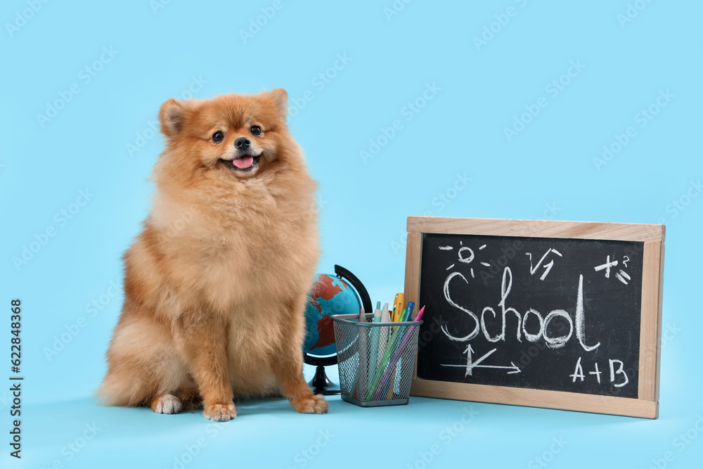 Cute Pomeranian dog with school supplies on blue background