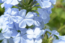 Blue Plumbago Auriculata (cape Leadwort, Blue Plumbago)  Flowers Close Up On A Blurred Background