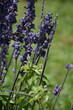 Blue purple salvia farinacea blue flowers in the garden in summer
