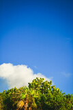 Fototapeta Do pokoju - palmera y árbol en la playa en cielo azul