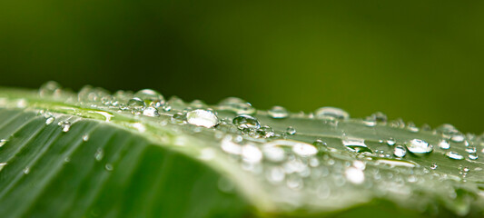 Sticker - water drops on green leaf macro close up with bokeh background