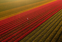 Aerial Drone View Of Tulip Fields In Noordwijkerhout With Person, Amsterdam, Netherlands.