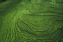 Aerial Drone View Of Shapes Of Cha Gorreana Tea Plantation At Sao Miguel, Azores, Portugal.
