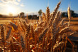 A breathtaking farm scene reveals a golden cereal field, alive with wheat Generative AI