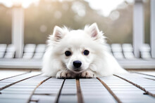 Portrait Of Cute Fluffy White Fluffy Dog Japanese Spitz On Neutral Natural Background Created With Generative Ai Technology