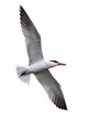 Caspian tern (Hydroprogne caspia)