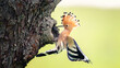 Crested Hoopoe Upupa epops it flies to the nest and carries food for the female for the young.