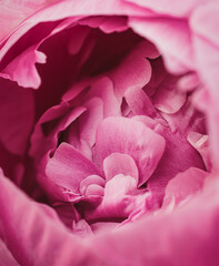  Close up of layers of pink peony flower petals starting to bloom.