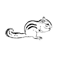 Wall Mural - Hand drawn chipmunk. Black and white vector illustration in retro style