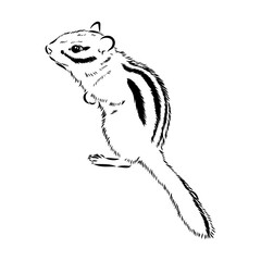 Wall Mural - Hand drawn chipmunk. Black and white vector illustration in retro style