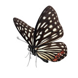 Fototapeta Motyle - Beautiful butterfly isolated on white background.