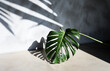 Ai generative.  Monstera leaf on a gray wall background. The shadow of a leaf falls on the wall.