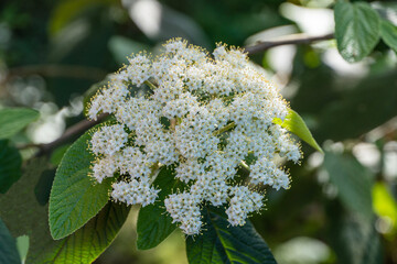 Wall Mural - Blooming viburnum rhytidophyllum Alleghany with white inflorescences. Blurred background. Spring garden. Leathery viburnum blooms in shade of deciduous trees. Selective focus.Nature concept for design