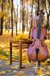 A violoncello and bow by a chair in the park with autumn leaves in the background. autumn concept