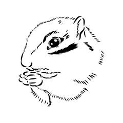 Wall Mural - Hand drawn chipmunk. Black and white vector illustration in retro style