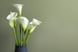 Beautiful calla lily flowers in vase on olive background. Space for text