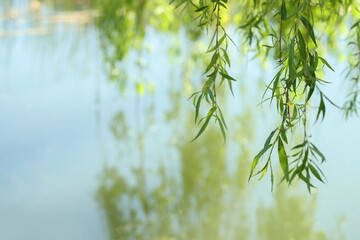  Beautiful willow tree with green leaves growing outdoors on sunny day, closeup. Space for text
