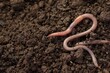 © New Africa - Two earthworms on wet soil. Space for text