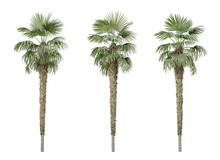 Palm Tree Trachycarpus Fortunei On Transparent Background, Png Plant, 3d Render Illustration.