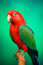 Very Cute Electus Parrot In Nature, National Geography, Wide Life Animals. AI Generated.
